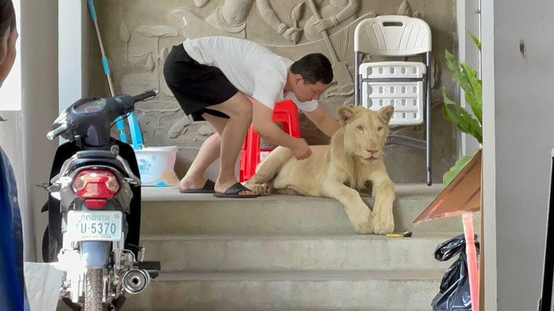 Authorities in Cambodia confiscated the lion after the animal was seen in TikTok videos (Pic: Cambodia Ministry of Environment0