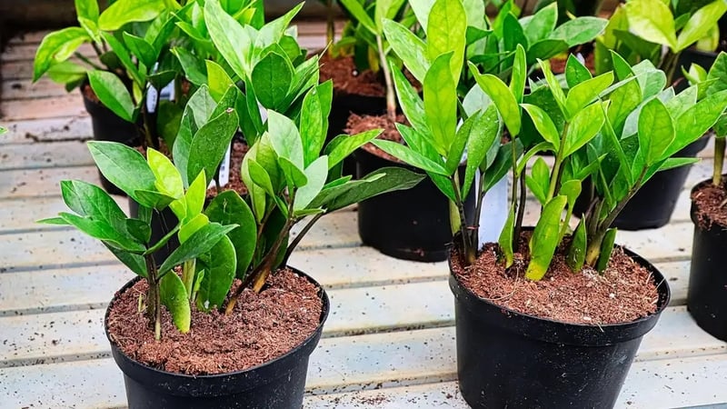 If you are looking for a low-maintenance houseplant, consider these options, says Luke Rix-Standing.