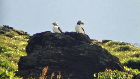Puffin Island (1981)