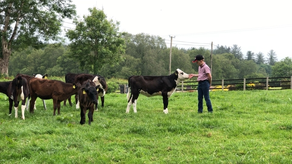 10-year-old William Woods with his calves on his family farm in Co Cavan