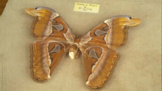 John Lavery's Butterfly Collection (1981)