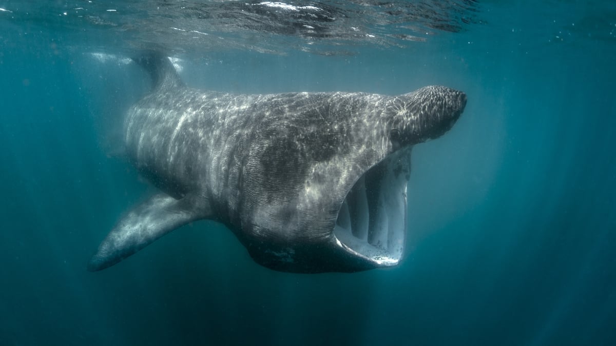 The Basking Shark Conference