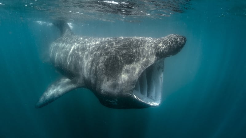 An incident where a basking shark was struck by a boat in April allowed the team to capture new data