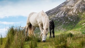 Daragh Ó Tuairisg, Cumann Lucht Chapaillíní Chonamara.     show image