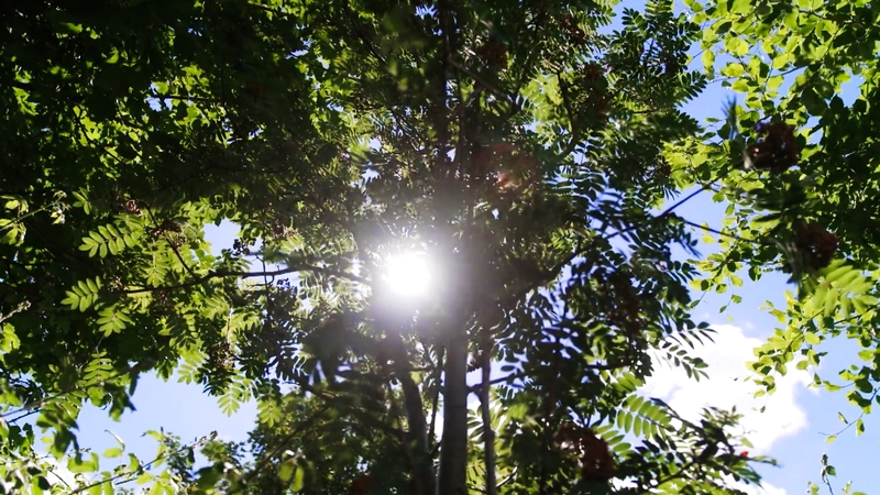 It is estimated that 6,177 tons of carbon dioxide will be removed from the atmosphere over 40 years by the woodland