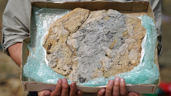 The researchers think that while some of the fossils belong to creatures already known to science, others may be new discoveries