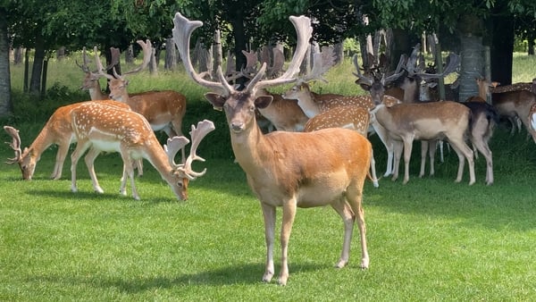 OPW guidelines say to keep a 50-metre distance from deer in Phoenix Park
