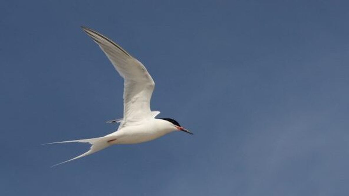 Mooney Goes Wild Monday 8 November 2021