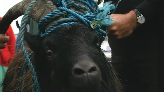 King Puck at Puck Fair, Killorglin, County Kerry, 1996
