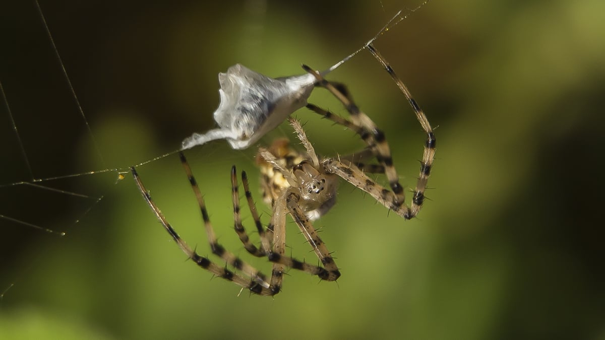 Spiders in the house with Collie Ennis