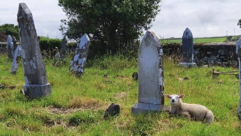 Lost headstones are uncovered when the sheep eat large amounts of vegetation