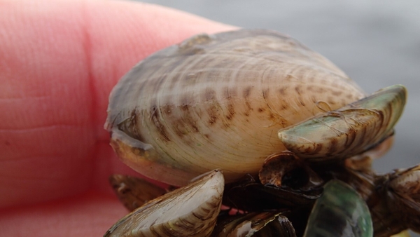 Meastar gur ón Úcráin, ón Muir Chaisp nó ón Muir Dhubh a tháinig an diúilicín Quagga ar dtús.