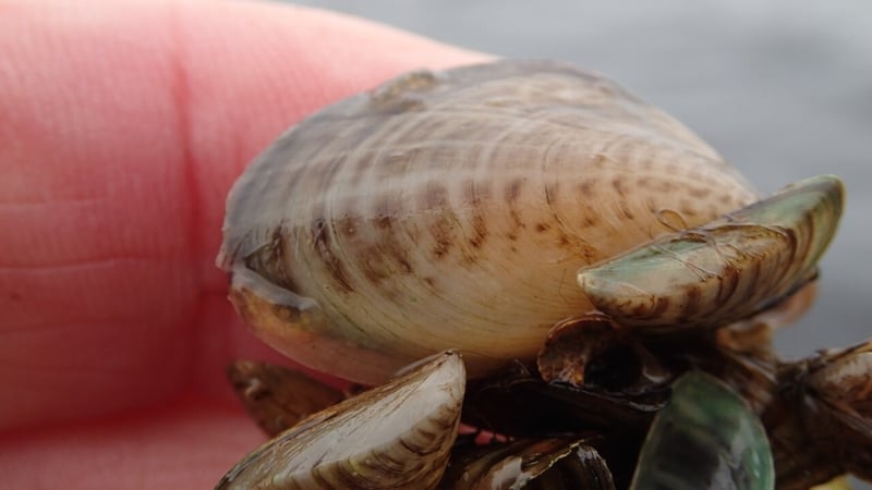 The Quagga mussel is native to the Dneiper river drainage of Ukraine and the Caspian sea