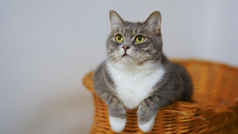 Cat people: hello, is it me you're looking for?