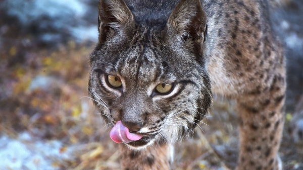 A recent study found that the reintroduction of native predator species could help in the control of problematic invasive species (Stock image)