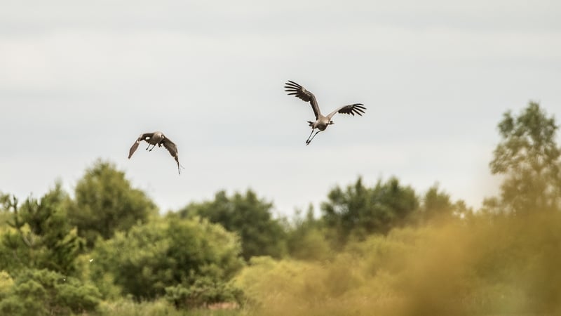 The cranes set up home on a rewetted peatland earlier this year