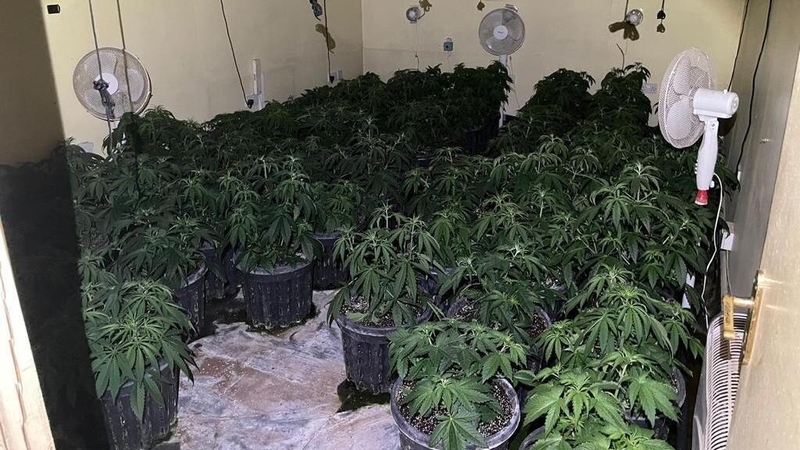 Gardaí seized 76 cannabis plant from a shed at the house