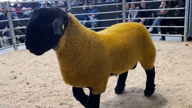 The seven-month-old Suffolk ram came from a farm in Ballybofey, Co Donegal