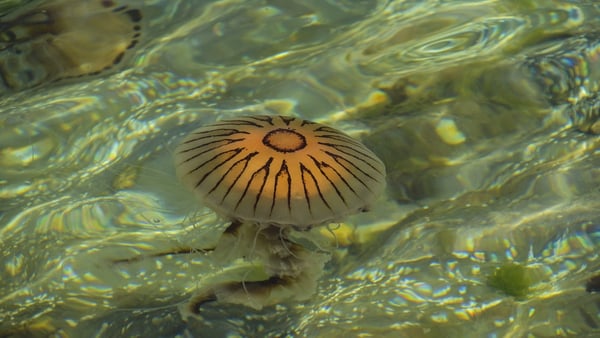 Highly stung: Sunday Miscellany on jellyfish apocalypse theory