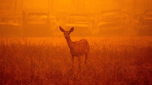 A deer wanders in heavy smoke in front of a row of burned cars during the Dixie fire in Greenville, California