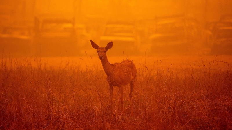 A deer wanders in heavy smoke in front of a row of burned cars during the Dixie fire in Greenville, California