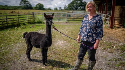 Geronimo's owner Helen Macdonald believes the tests are returning false positives