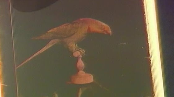 Box Camera: Jolie Process (1986)