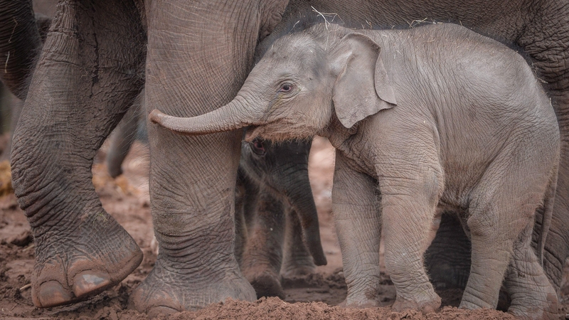 The Secret Life of the Zoo