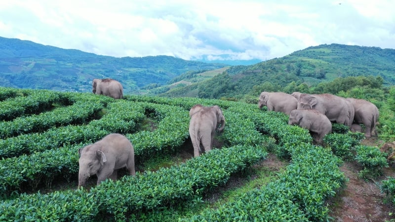 The elephants were under constant surveillance from authorities since leaving home earlier this year