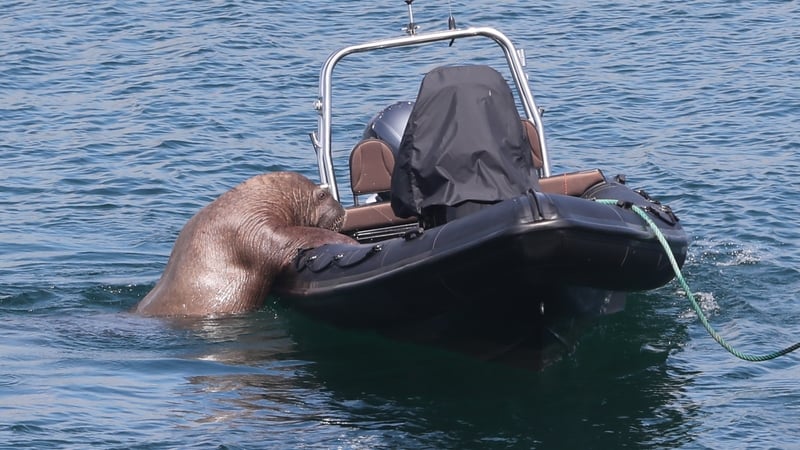 Wally was first spotted in Dunnycove in Ardfield, Cork last Monday