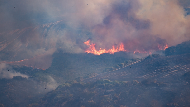 Forest fires in Puglia