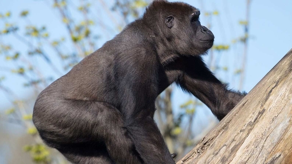 That's Animal: Meet Bangui and his Gorilla troop