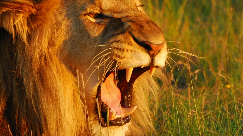 Crocodiles and lions' claws, skin or bones are illegally trafficked from Africa to the Far East