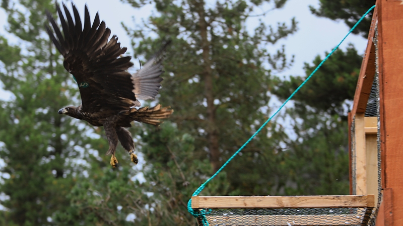 The birds were released at four sites across Munster (Pics: Valerie O'Sullivan/@valphoto)