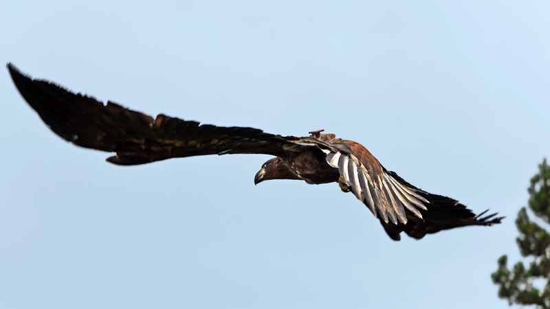 A white tailed sea eagle (file image: Valerie O'Sullivan/ @valphoto)