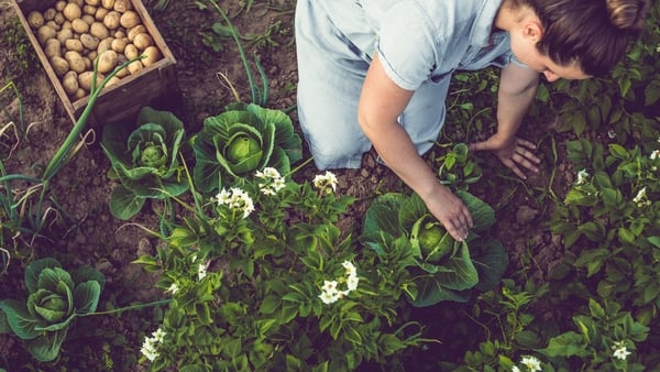 Gardening expert and broadcaster Pippa Greenwood looks at five edibles to start growing for the months ahead.