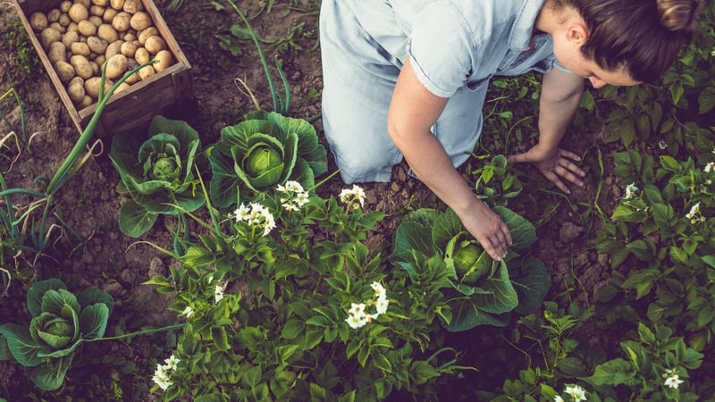Gardening expert and broadcaster Pippa Greenwood looks at five edibles to start growing for the months ahead.