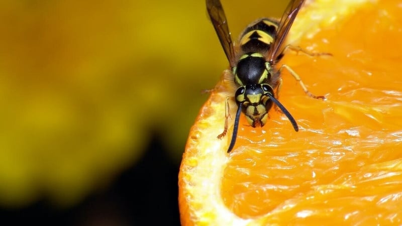 "Despite appearances, wasps only tend to upset your outdoor life at the end of the summer." Photo: Sascha Burkard/ Shutterstock