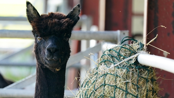 Geronimo was at the centre of a legal battle over the order to euthanise him