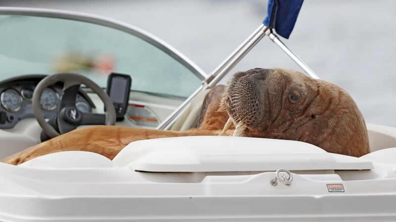Wally photographed in Cork in August