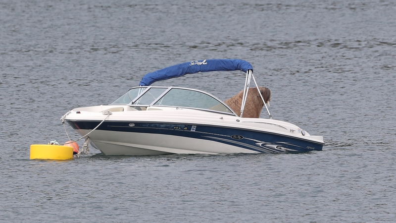 Wally the Walrus spotted on a speedboat in Cork earlier this week