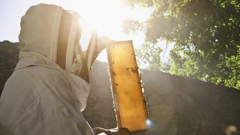 A scorching drought is slashing honey production in North Dakota
