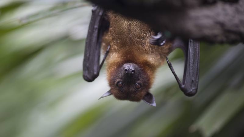 The babbling is characterised by long multisyllabic vocal sequences