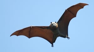 Tomás Ó Niadh, Feirmeoir. show image