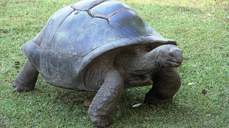 Experts say that it is the first documentation of deliberate hunting in any wild tortoise species