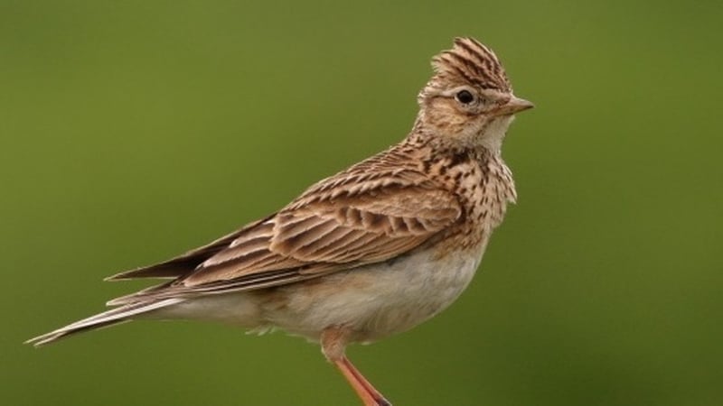 The skylark is the subject of the latest Feather and Flock on RTÉ lyric fm