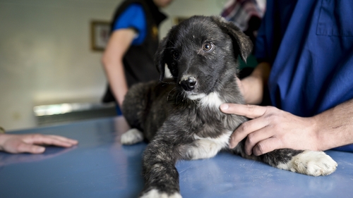 The Nowzad shelter was founded by Paul 'Pen' Farthing in Afghanistan