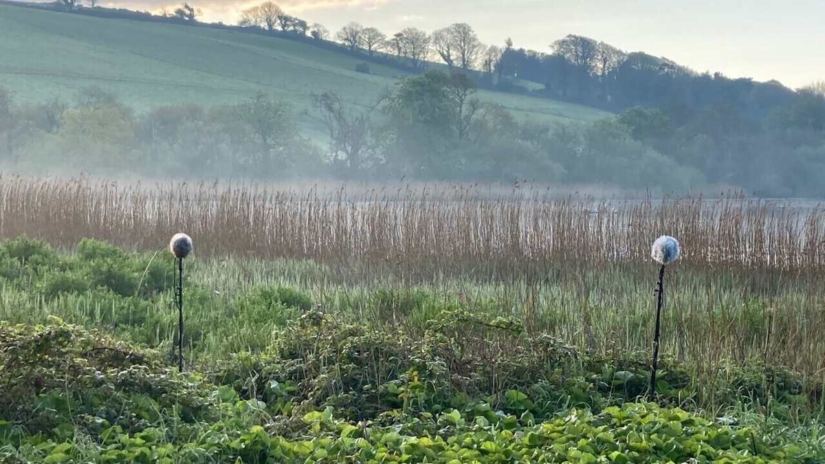 International Dawn Chorus Day 2022