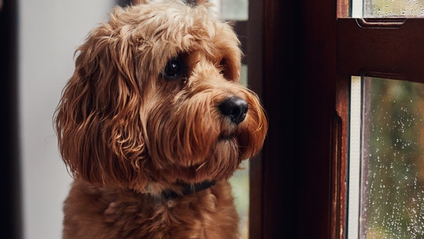 Dog behaviour can change as people return to social activities and the workplace