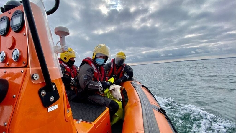 The seven-month-old lamb was brought back to the Lambay Island harbour and handed over to staff on the island